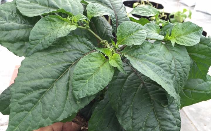 Cultivation of chili - temperature - light - humidity ?