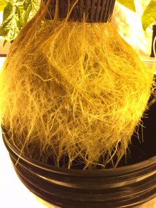 En introduksjon til DWC