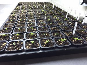 Omskolering av chili - Del 1