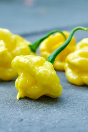 Khang Starr Starburst Lemon