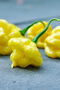 Khang Starr Starburst Lemon