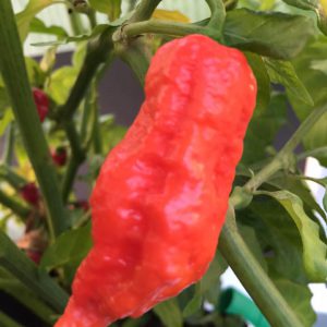 Jay´s Red Ghost Scorpion