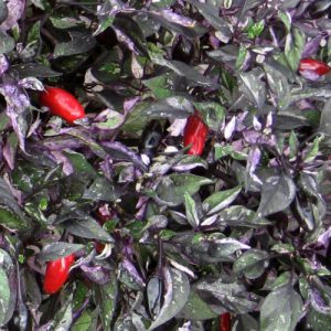 Scarlets Fire Variegated x Purple Jalapeno