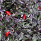 Scarlets Fire Variegated x Purple Jalapeno