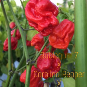 Carolina Reaper x BG7 x Butch T