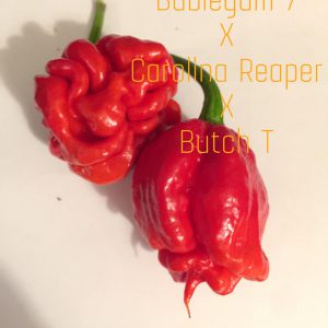 Carolina Reaper x BG7 x Butch T
