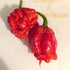 Carolina Reaper x BG7 x Butch T