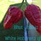 Bhut Jolokia x Giant White Habanero