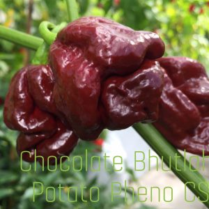 Chocolate Bhutlah Potato Pheno CS