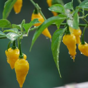 Habanero Lemon