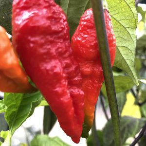 Pink Reaper x Rouge Noir