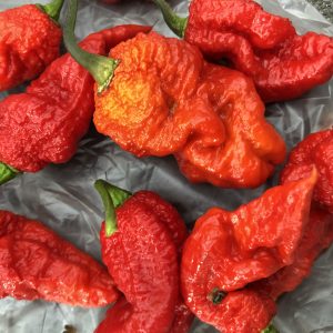 Pink Tiger x Moruga Yellow F3