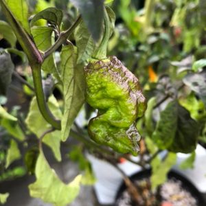 Pink Tiger x Moruga Yellow F3