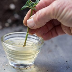 Root & Germination hormone