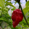 Red Bhutlah Scorpion CS