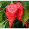 Fatalii Ed