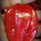 Red Habanero Arctic Strain