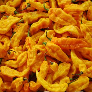 Bhut Jolokia Yellow