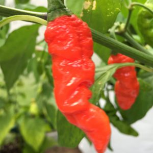 Bhut Jolokia x Trinidad Scorpion