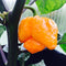 Moruga Scorpion Yellow