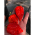 Nagabrain Red HOT