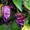 Bhut Jolokia Purple