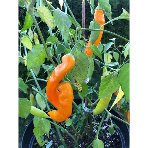 Aji Golden