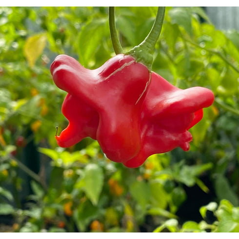 Trinidad Perfume / Xmas Bell