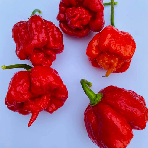 Dragon's Breath Stinger