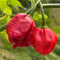 C22 Moruga Pototype