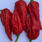 Bhut Jolokia Red BIH