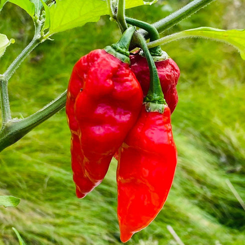 Carbonero Orange x Bhut Jolokia