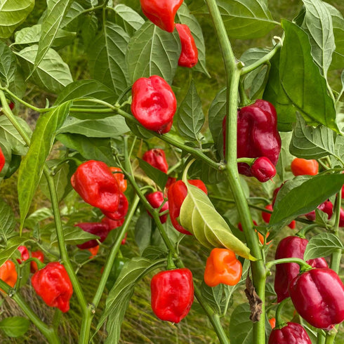 Red Scotch Bonnet