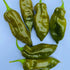 Fatalii Evergreen