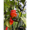Pimente De Neyda X Bhut Jolokia