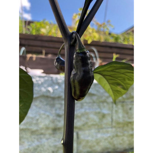 Pimente de neyda x cheiro roxa