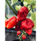 Nagabrain Red HOT