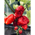 Nagabrain Red HOT