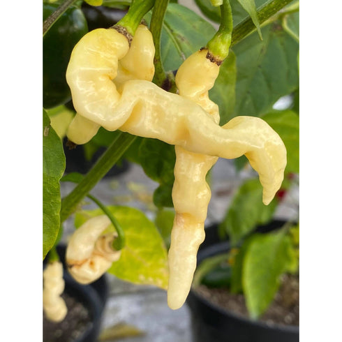 Aji White Lightning