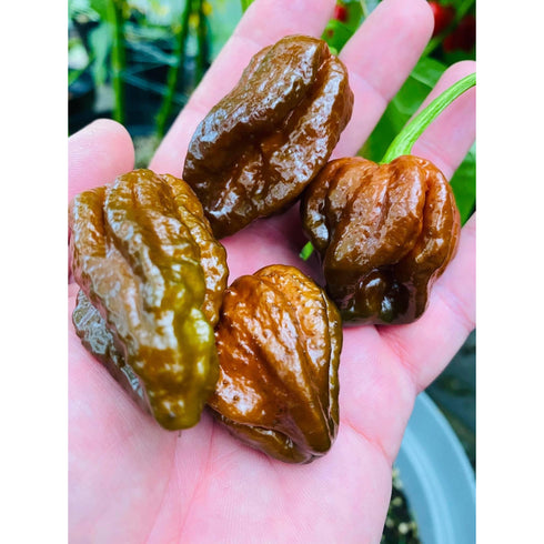 Chocolate Scorpion x Butch T