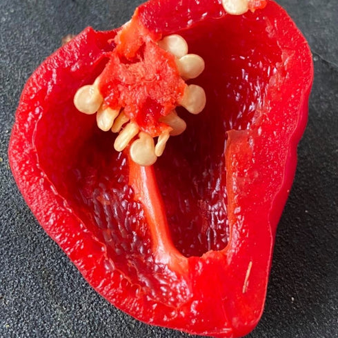 Aji Dulce Sweet Juicy Pop