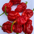 Carolina Reaper x BG7 x Butch T