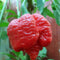 Moruga Scorpion Red