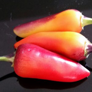 Multicolored Jalapeno