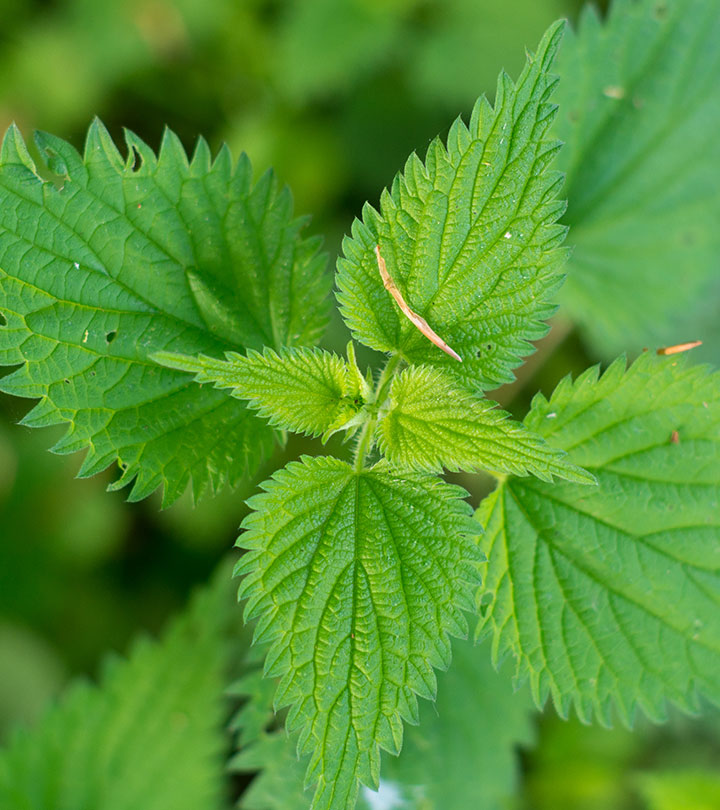 Næring fra naturen – Arctic Chili