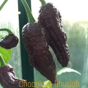 Chocolate Bhutlah DM