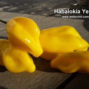 Habalokia Yellow