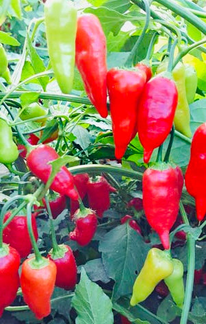 Aji Benito