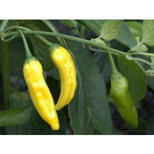 Aji Pineapple