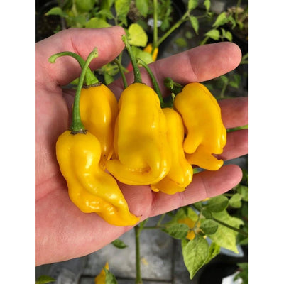 Habalokia Yellow